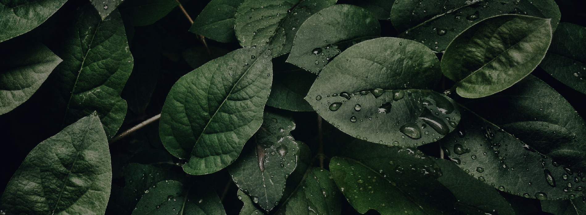 UN CAMBIO PERDURABLE Y POSITIVO AL MUNDO